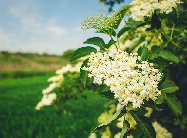 elderflower blossom